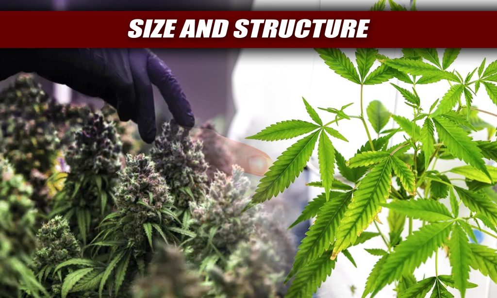 Transitioning Your Cannabis Plants from Vegetative to Flowering Stage ...