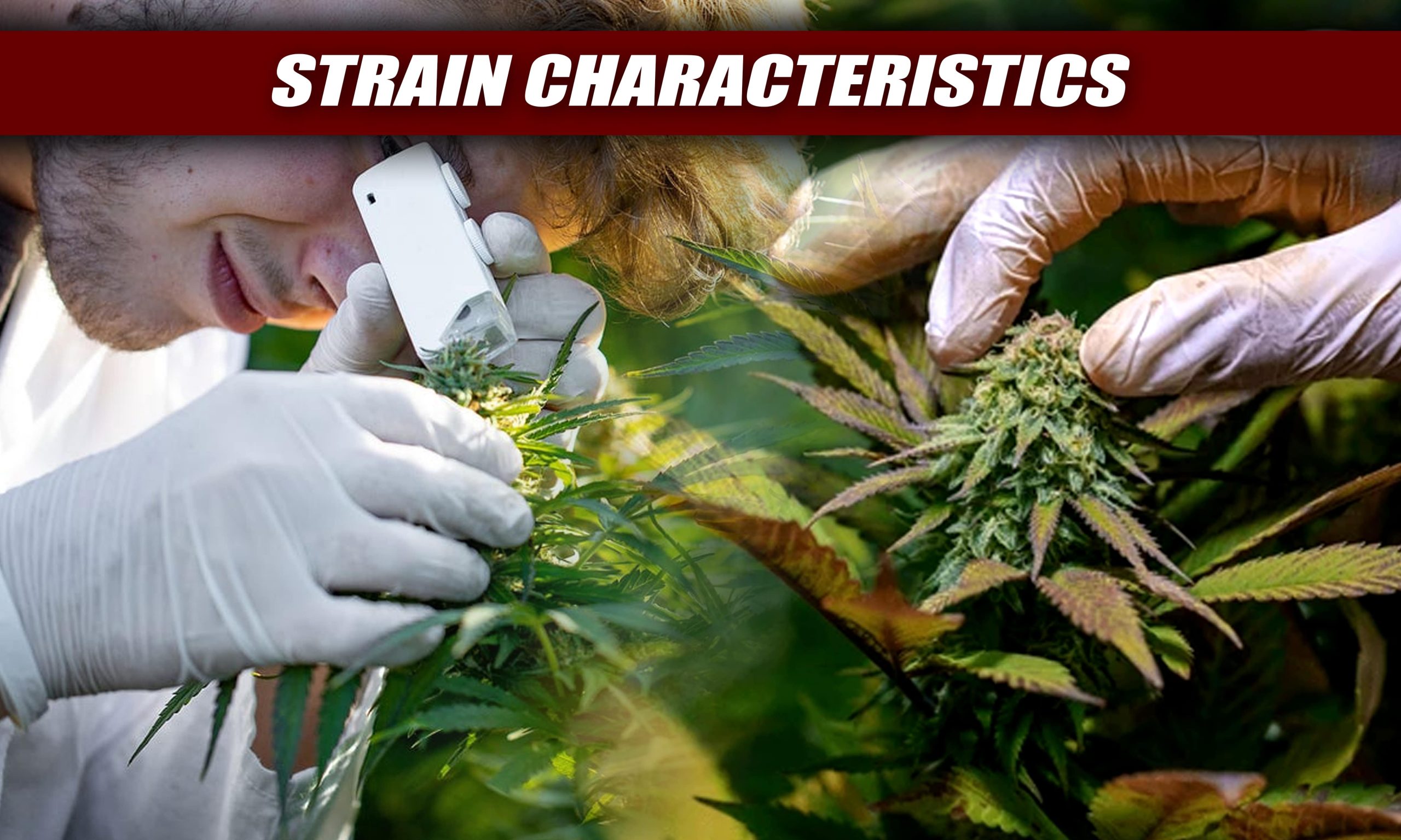 when to switch from vegetative to flowering stage
