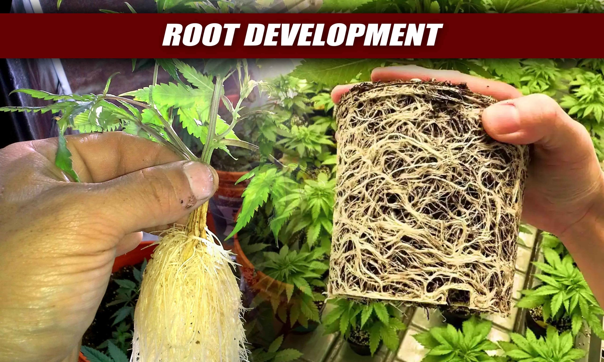 when to switch from vegetative to flowering stage