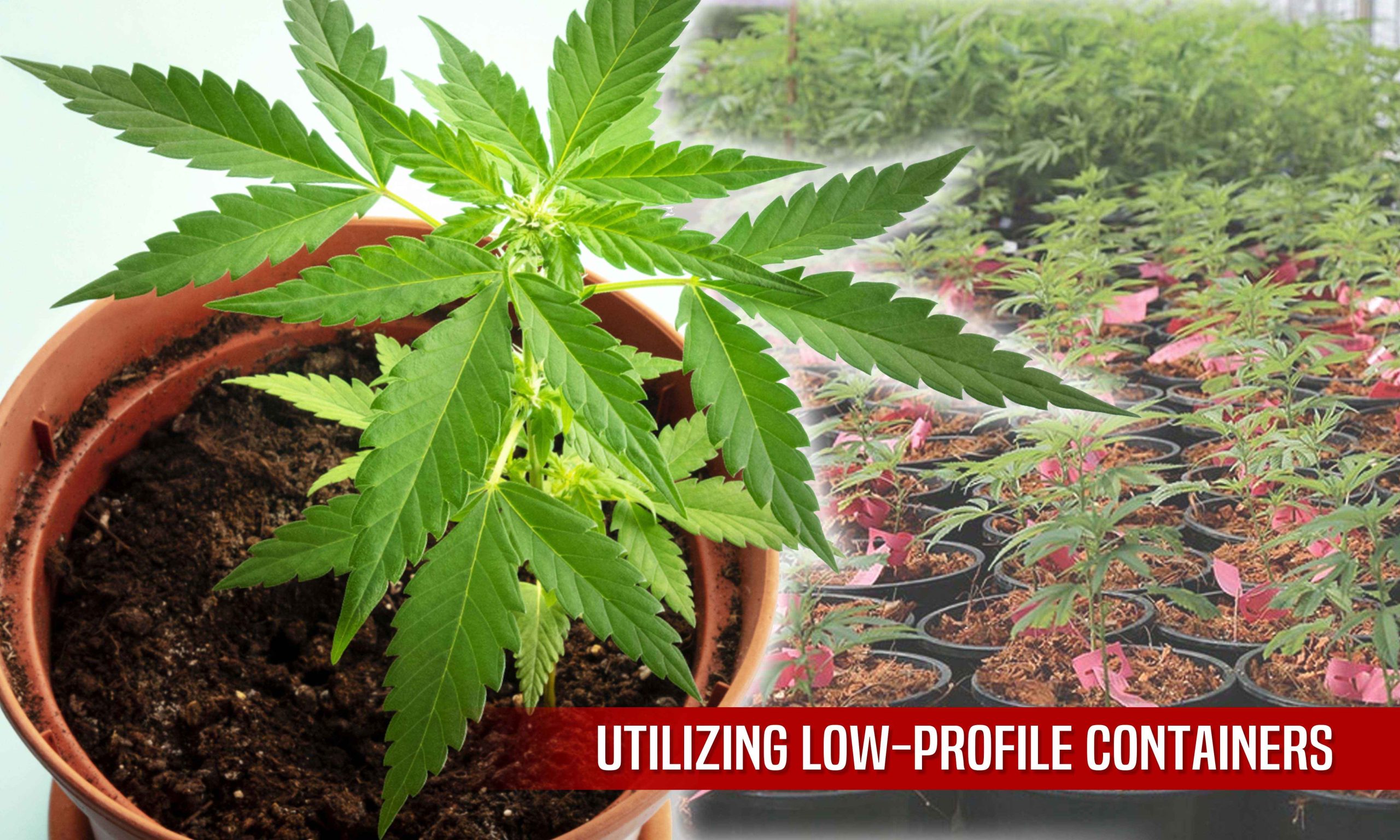 hidden outdoor grow