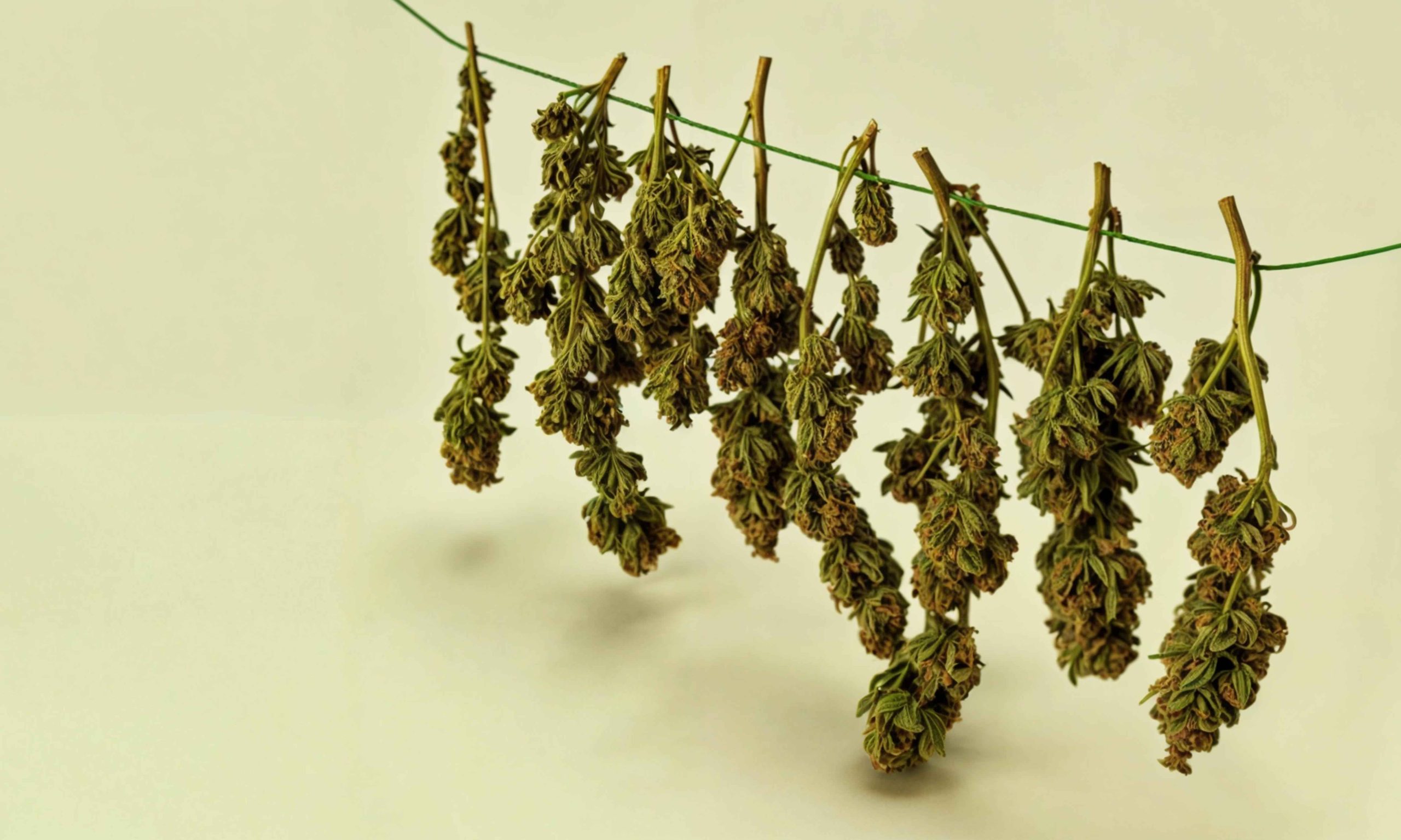 wet weed