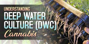 dwc cannabis