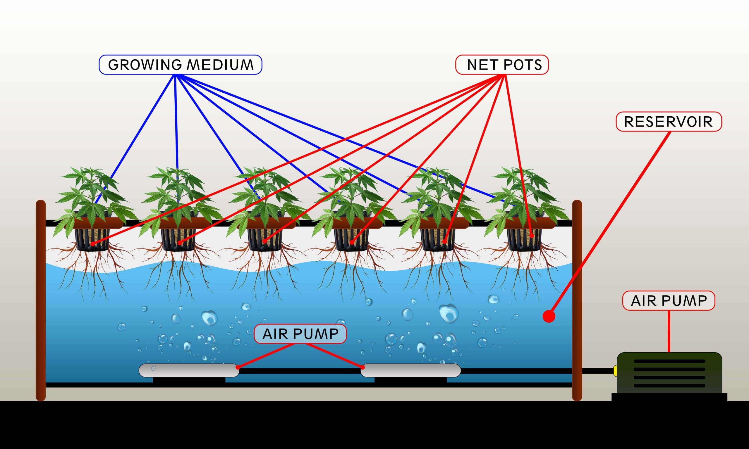 dwc cannabis