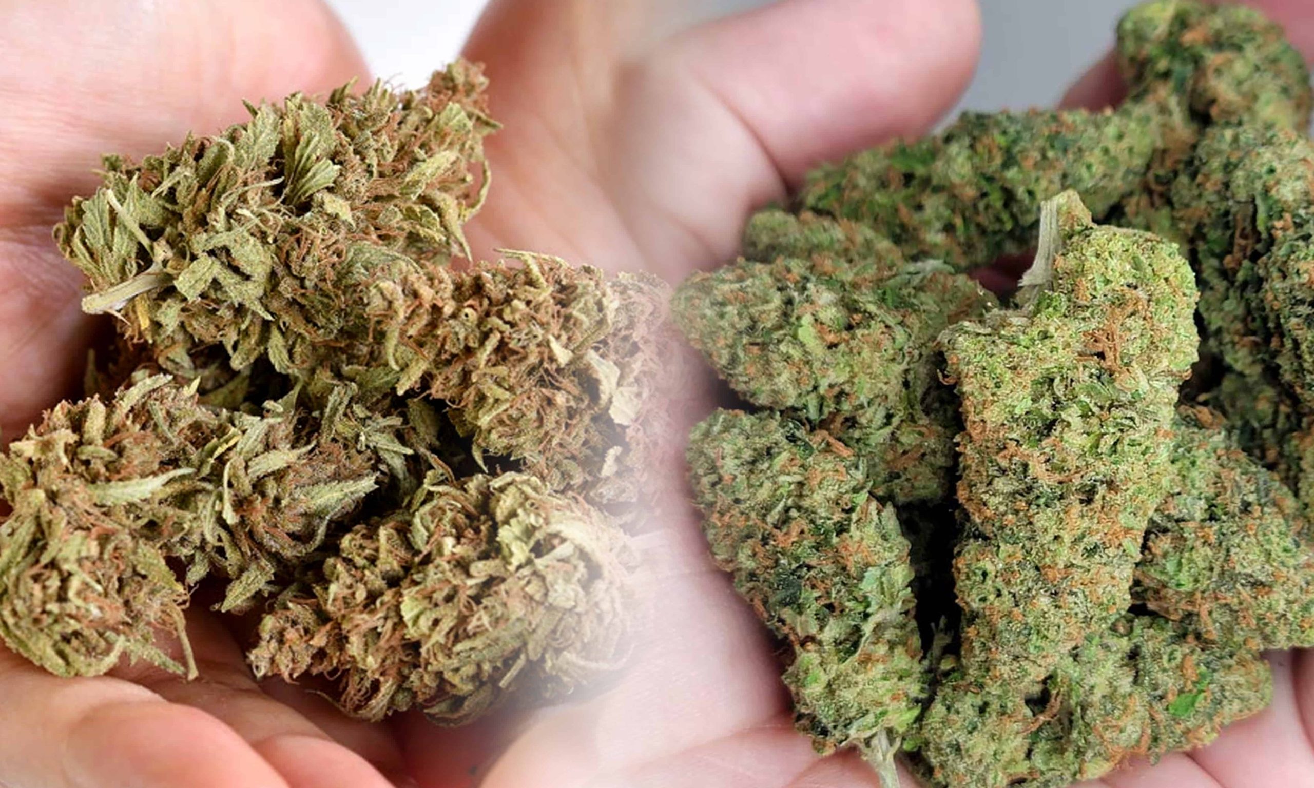 hard weed