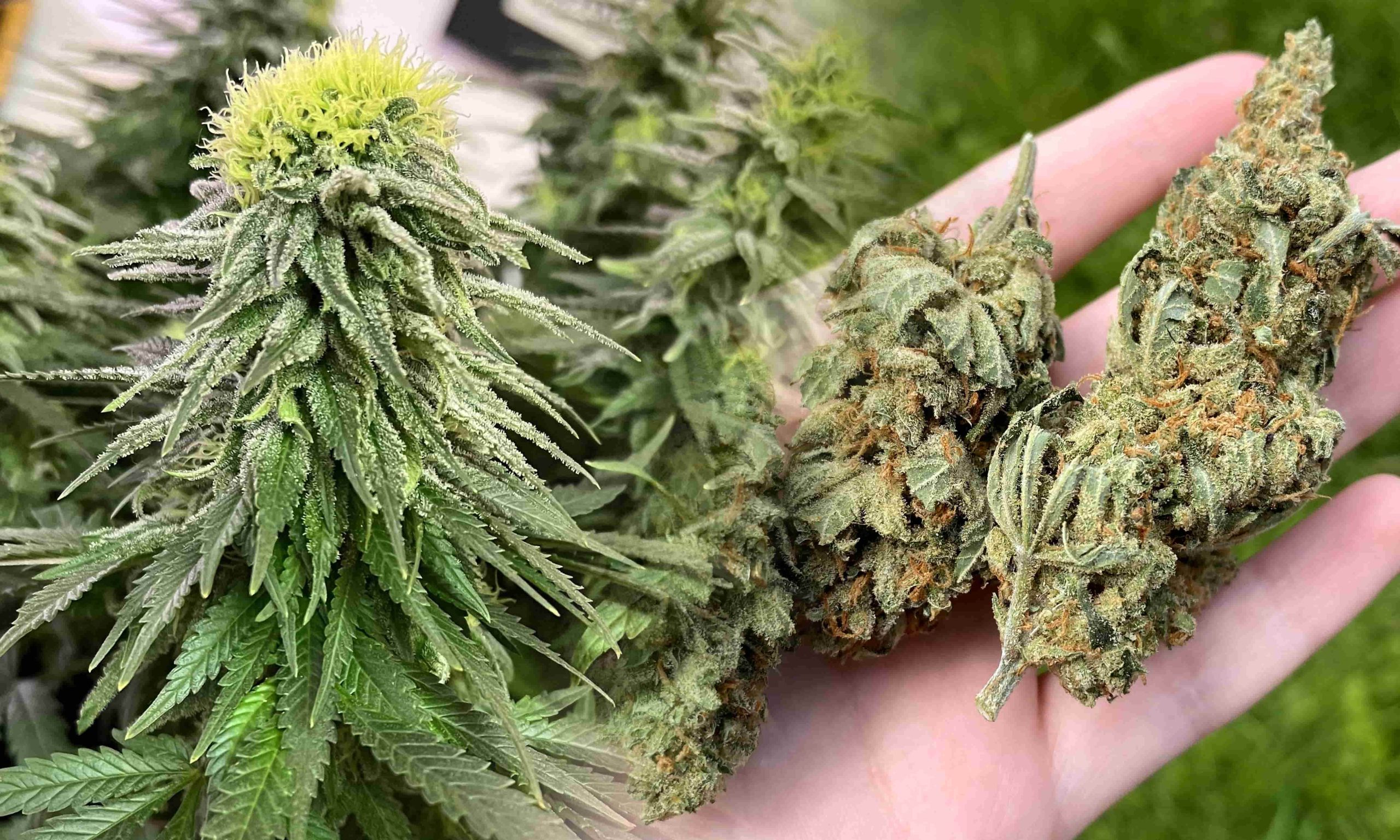 hard weed