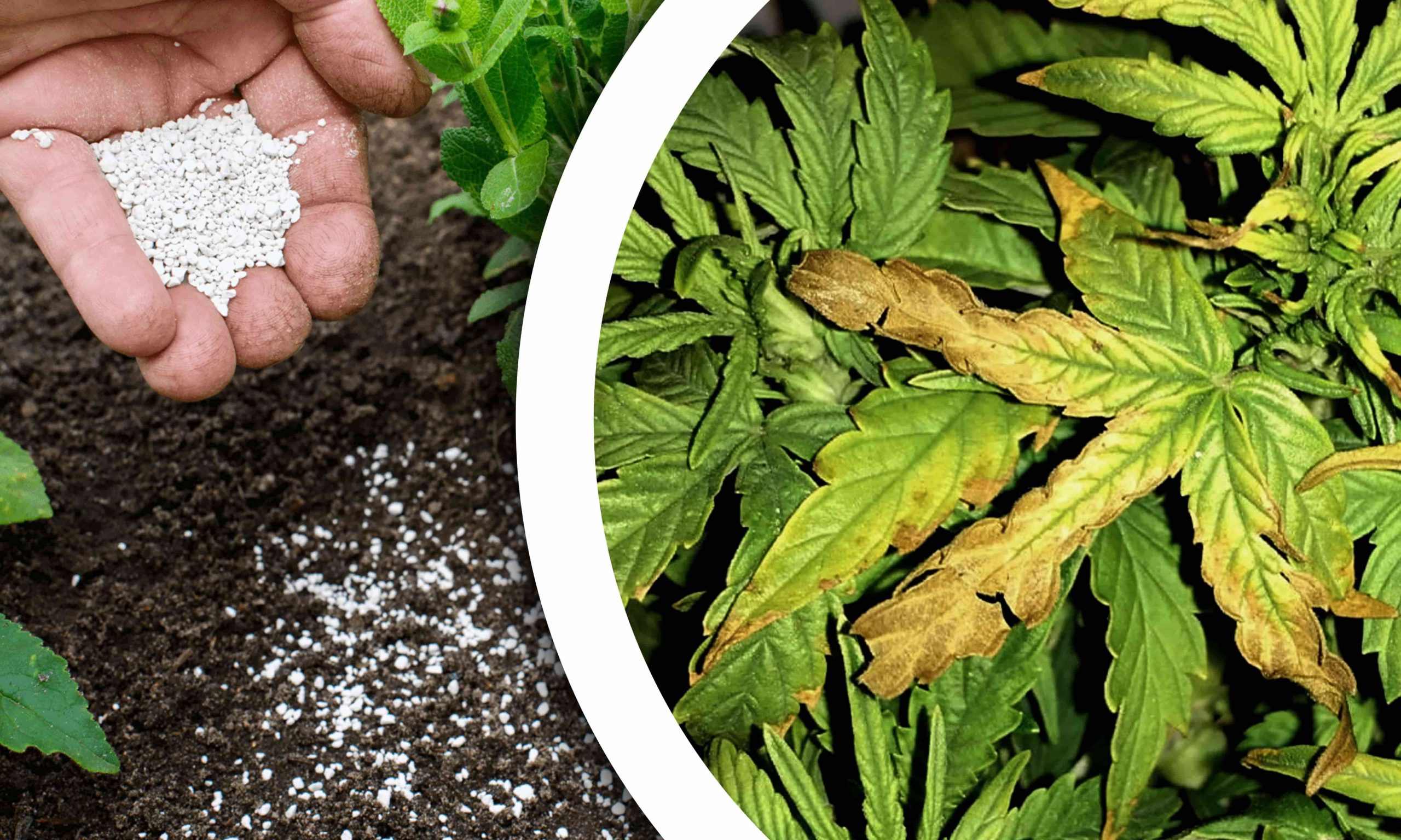 nutrient lockout weed