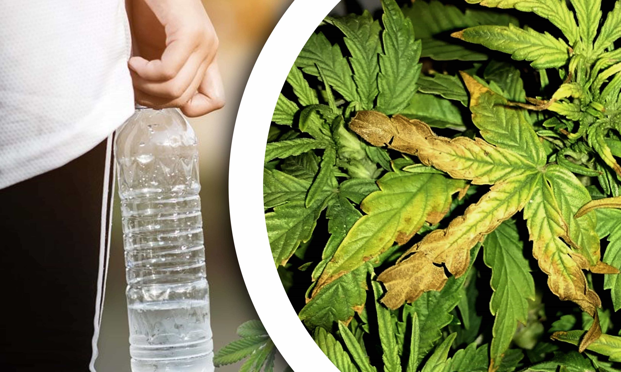 nutrient lockout weed