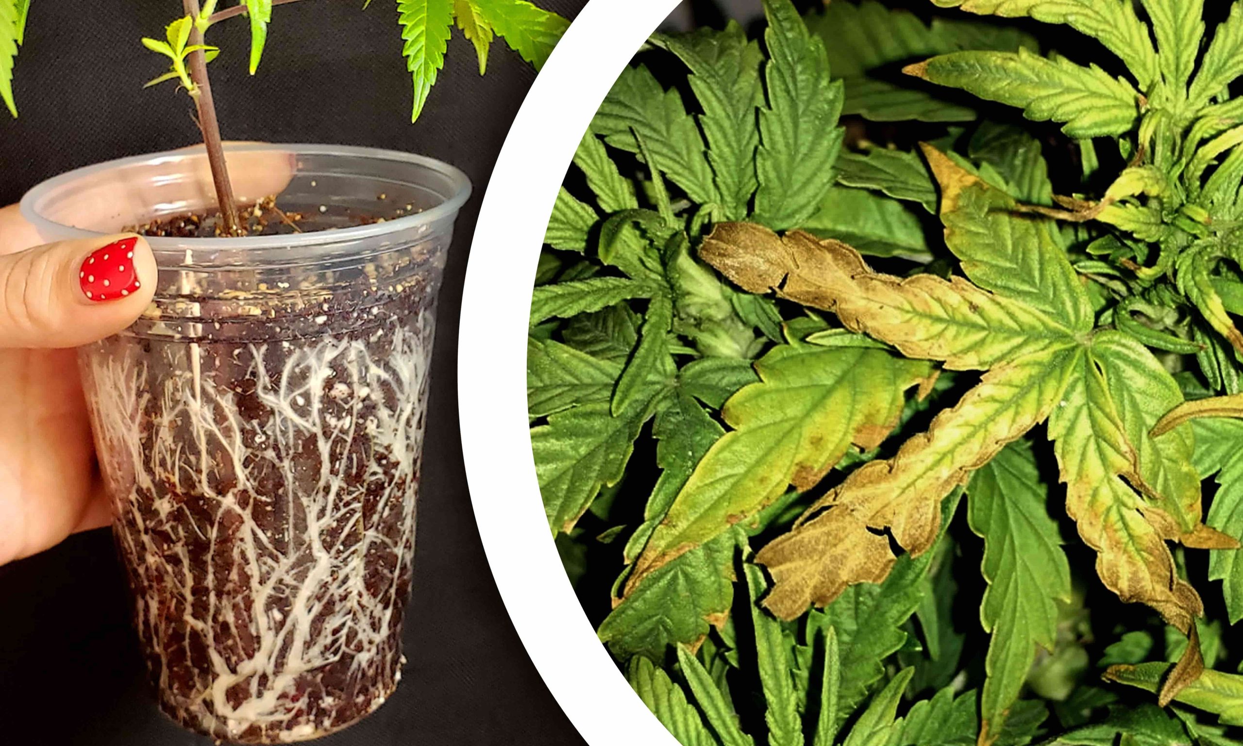 nutrient lockout weed