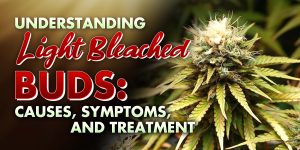 Bleached Buds