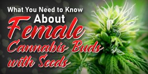 female buds with seeds