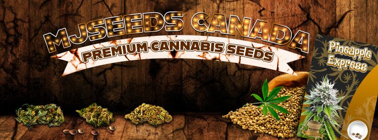 MJ Seeds Canada Banner