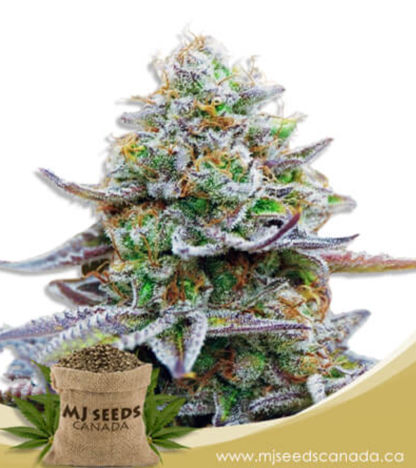 Gorilla Glue (GG4) Strain Feminized Marijuana Seeds Gorilla Glue (GG4) Strain Feminized Marijuana Seeds