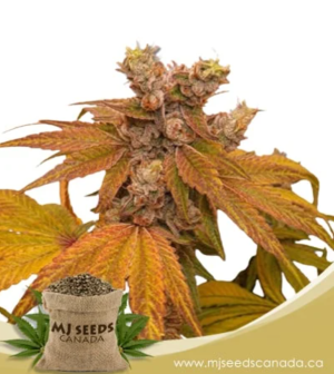 Sundae Dinner Strain Feminized Marijuana Seeds