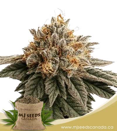 Crescendo-RBX1-Strain-Feminized-Marijuana-Seeds