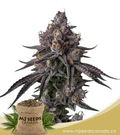 Granddaddy-Frost (1)