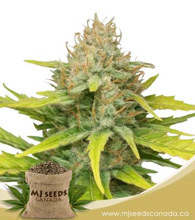 Holy-Grail-Kush-Strain-Feminized-Marijuana-Seeds