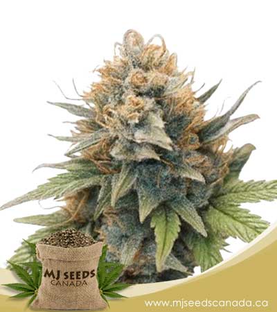 New-Dawn-Strain-Feminized-Marijuana-Seeds