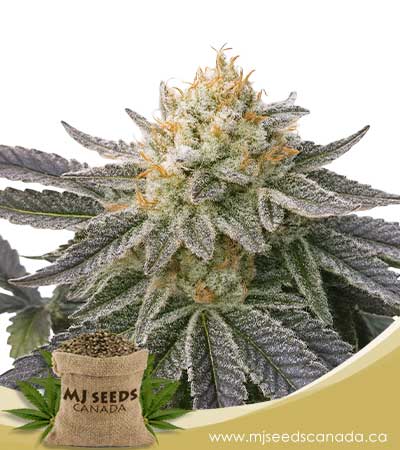 OT7-Strain-Feminized-Marijuana-Seeds