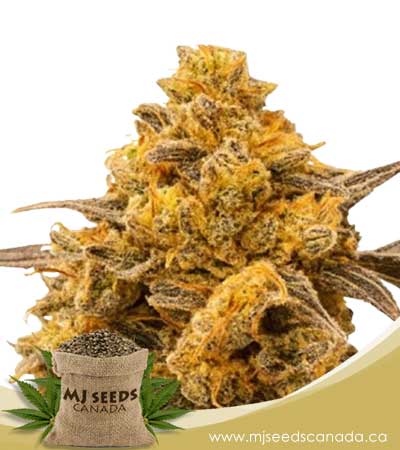 West-Coast-Whistle-Strain-Feminized-Marijuana-Seeds