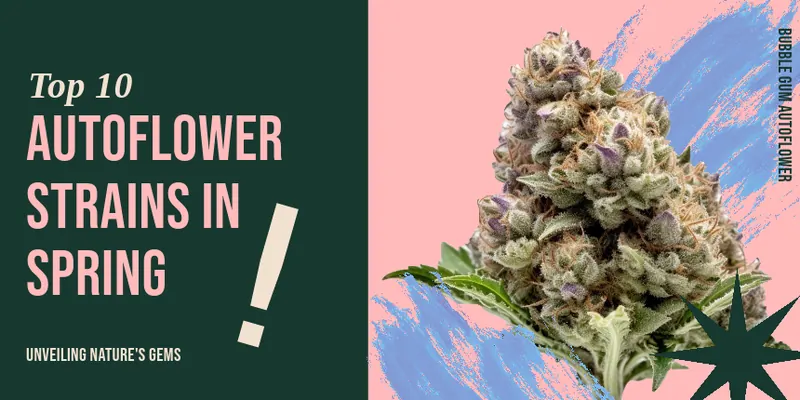 Top 10 autoflower strains for short summers