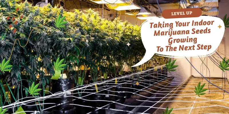 Indoor cannabis growing guide