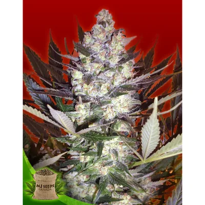 AK-47 Feminized cannabis seeds