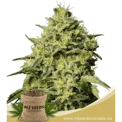 Amnesia autoflowering cannabis seeds
