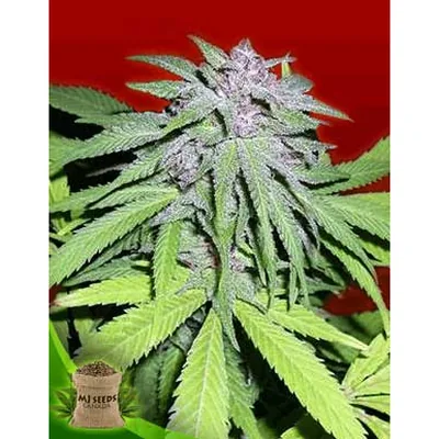 Amnesia Haze Feminized cannabis seeds