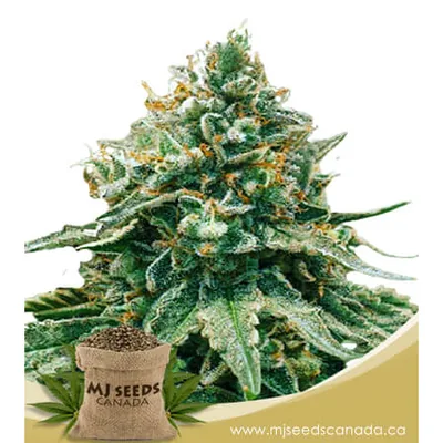 Baklava feminized fast version cannabis seeds