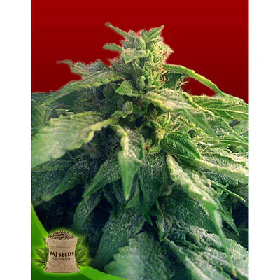 Bubba Kush Feminized cannabis seeds