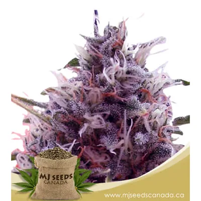 CBD Kali Kush 1:20 cannabis seeds