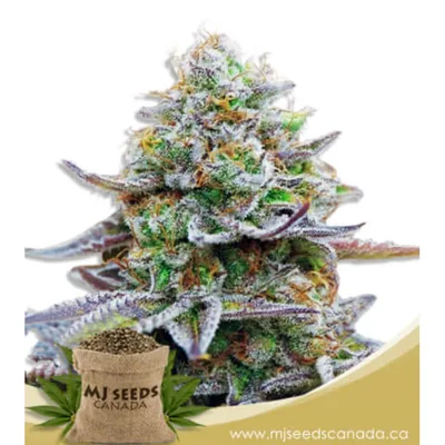 Gorilla Glue GG4 feminized cannabis seeds
