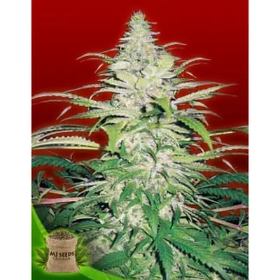 Northern Lights Feminized cannabis seeds