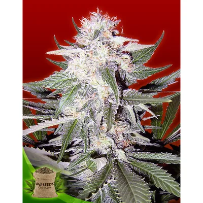 Purple Haze Feminized cannabis seeds