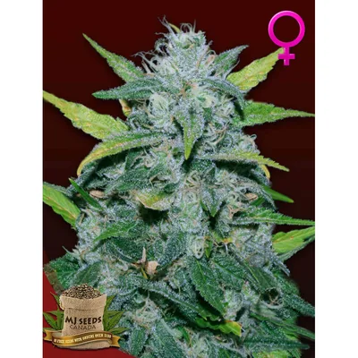 Sweet Tooth Feminized cannabis seeds