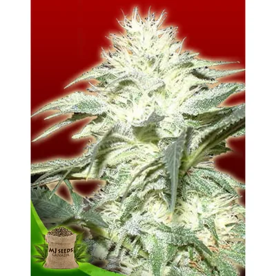 White Widow Feminized cannabis seeds