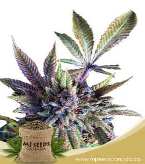 Acapulco Gold Autoflowering Marijuana Seeds