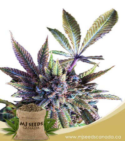 Acapulco Gold Autoflowering Marijuana Seeds
