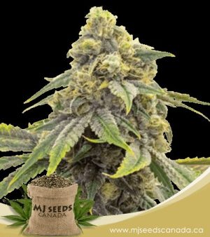Alien OG Feminized Marijuana Seeds