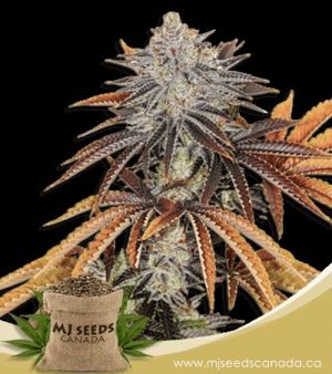 Alien Technology Regular Marijuana Seeds
