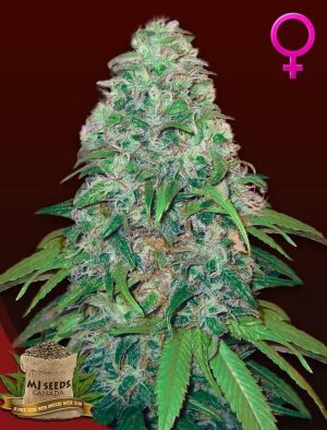 Amnesia Feminized Marijuana Seeds