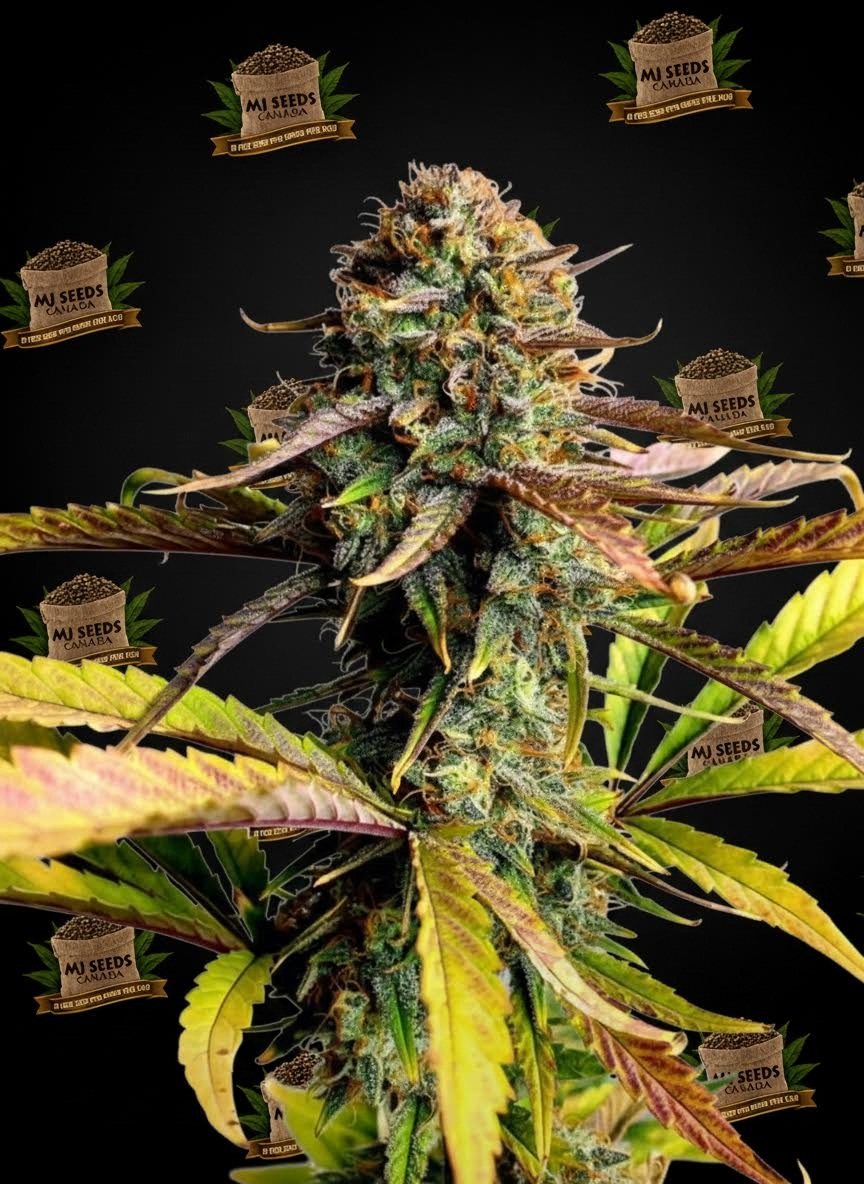 Animal Face Feminized Marijuana Seeds