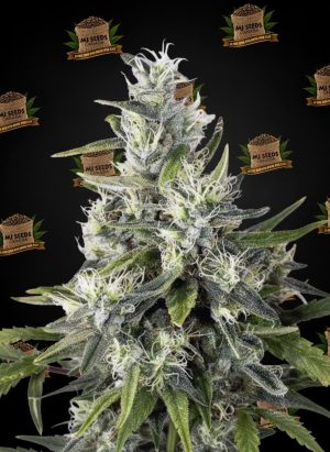 Animal Mints Feminized Marijuana Seeds