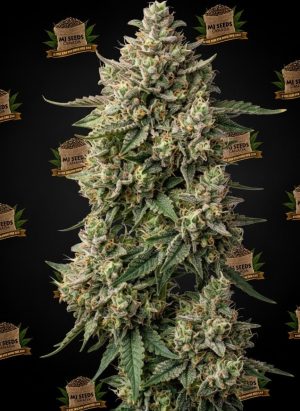 Apple Fritter Feminized Marijuana Seeds