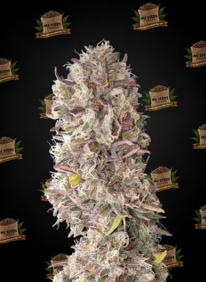 Apples and Bananas Feminized Marijuana Seeds