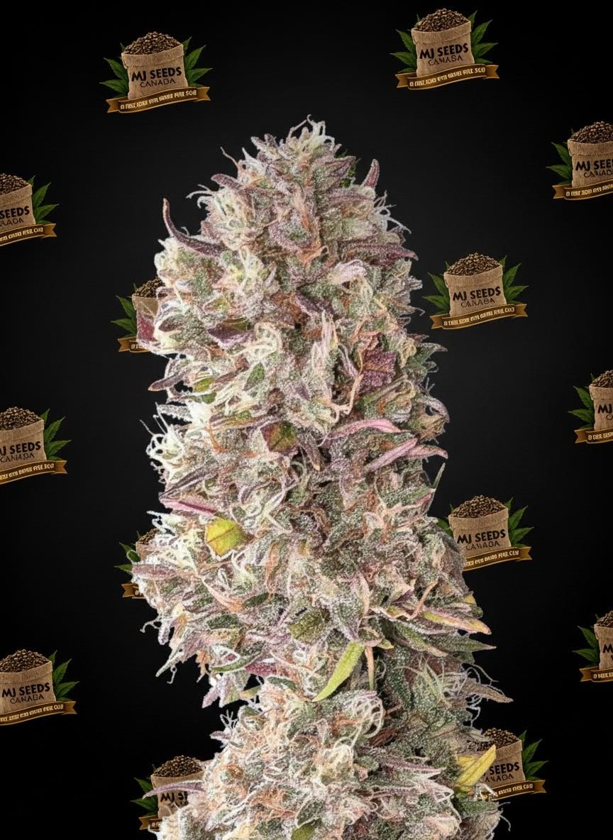 Apples and Bananas Feminized Marijuana Seeds
