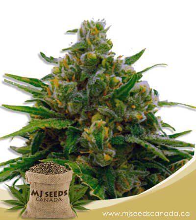 Auto CBD White Widow (1:1) Marijuana Seeds