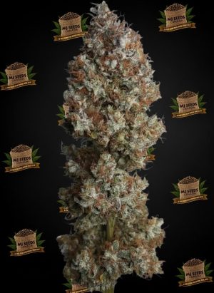 Baby Yoda Feminized Marijuana Seeds