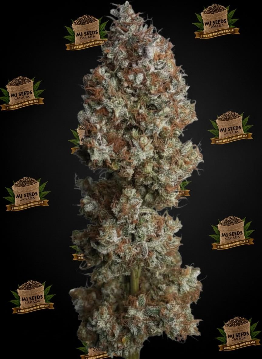 Baby Yoda Feminized Marijuana Seeds
