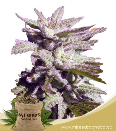 Bc Hash Plant